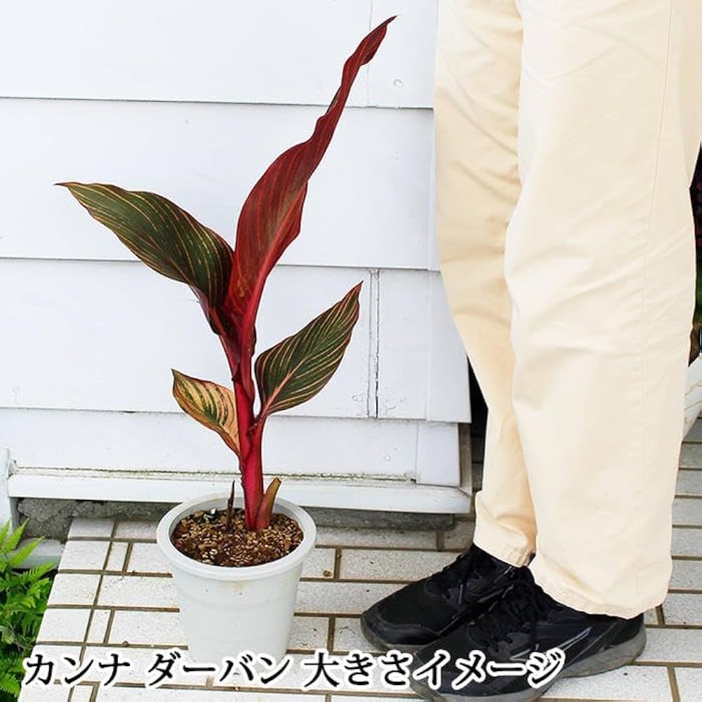 銅葉カンナ １苗100円 球根 草丈あるので上部カット ブラックリーフ 銅葉カンナ 1苗100円 球根 草丈あるので上部カット ブラックリーフ 銅