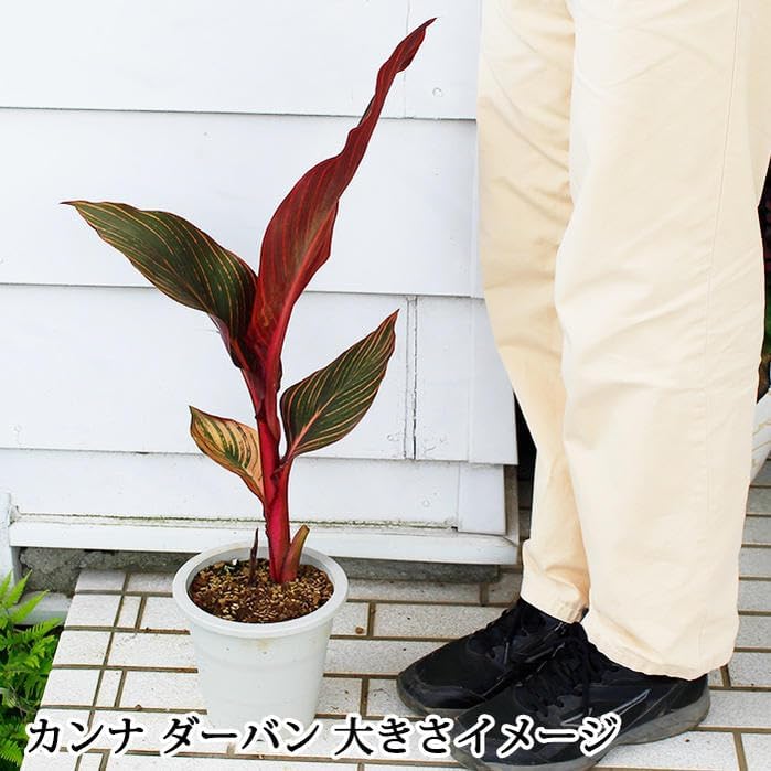 Amazon.co.jp: [World Fantasy Garden] 苗 カンナ ダーバン 1鉢 4.5号