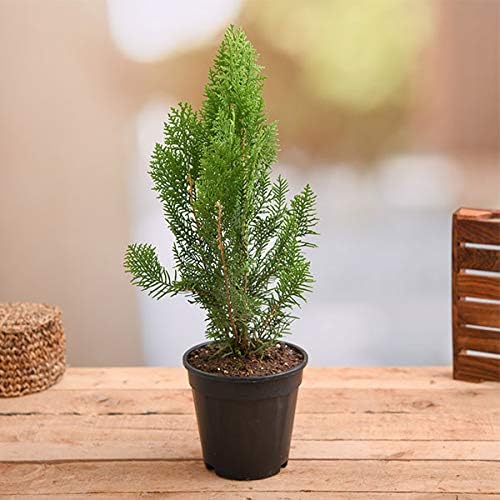 Rameshvar Enterprises | Thuja/Morpankhi/Thujas (मोरपंख) - Outdoor Decorative Live Plant