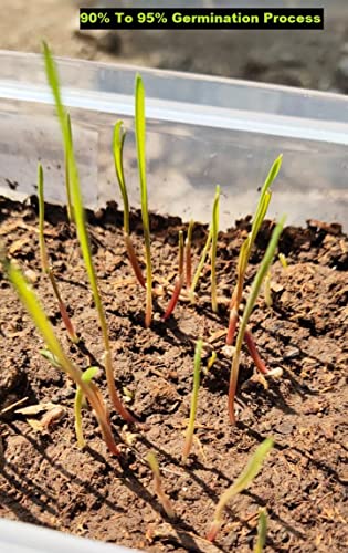 Image of Organic Black Wheat Seeds For Farming Produce Of India From Organic Farms By Eywa (5 Kg, Black wheat seeds)