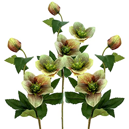 Flor & Decor 3X Christrosen grün/Bordeaux mit je 2 großen Blüten + 1 Knospe, L57cm Helleboru Cover