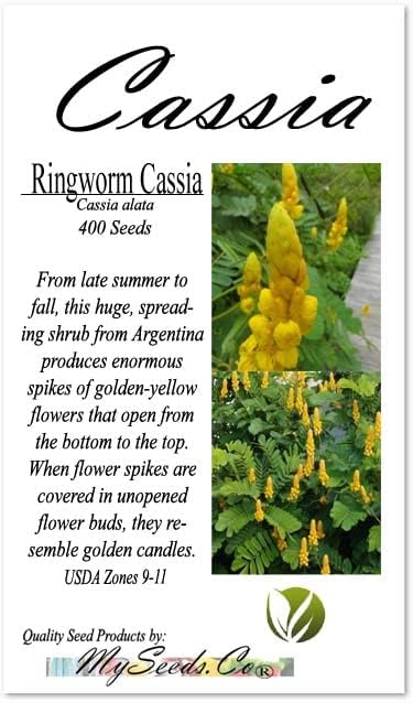 Cassia alata (Ringworm Cassia) Tree Seed, Leaves Yellowish Green and Slightly Wide, Golden-Yellow Flowers, You Choose The Quantity (1 Pack)
