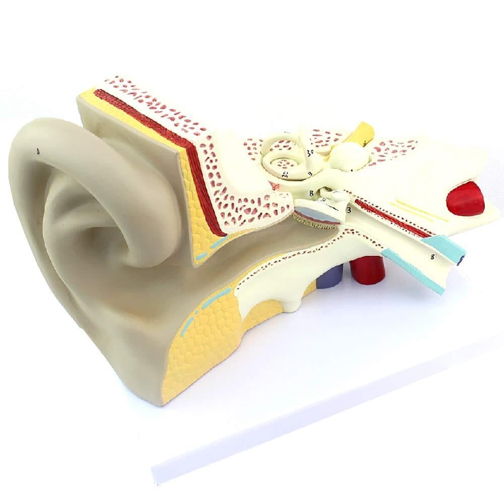 Model anatomiczny ucha ludzkiego, model ucha, anatomia ucha, model labiryntu ucha wewnętrznego Otolaryngologia, model słuchowy człowieka