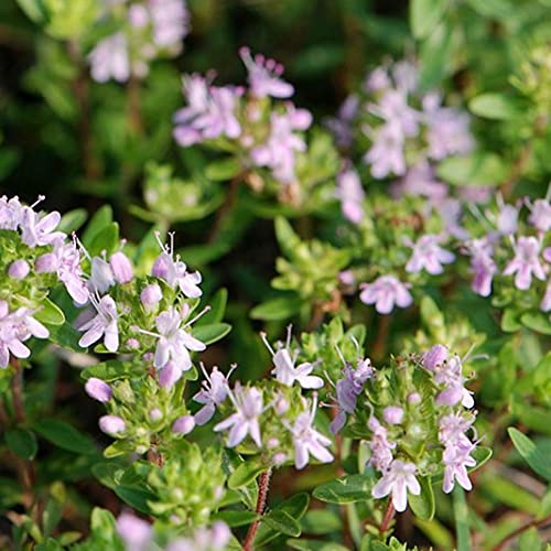 Saterkali Thymus Vulgaris Semi di Timo Selvatico, 1000Pcs Thymus Vulgaris Semi di Timo Selvatico Salsa alle Erbe Che Produce spezie Pianta da Giardino Semi di Timo volgare