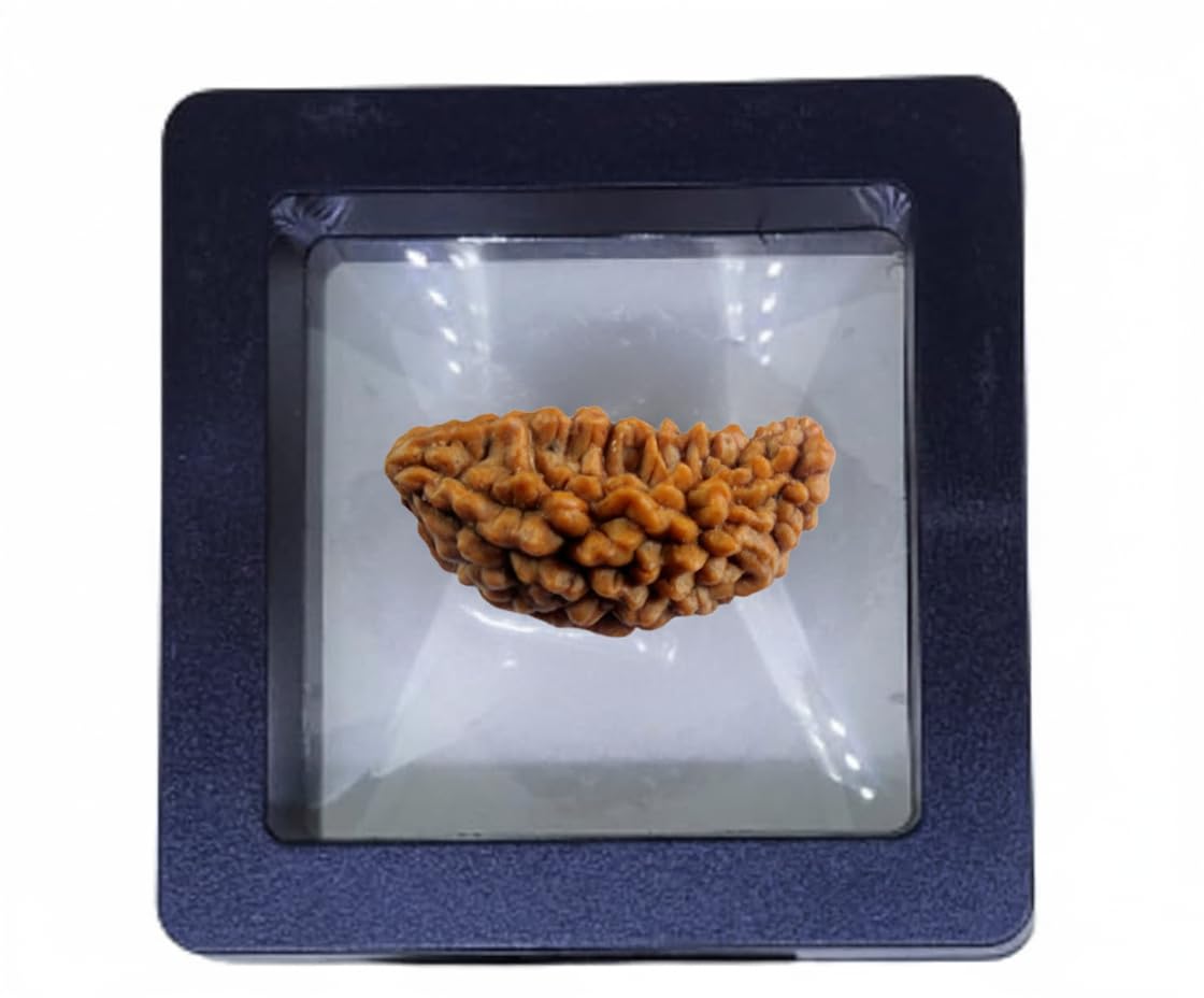 1 Mukhi Rudraksha Original Certified Nepali Beautiful Moon Kaju Shape Excellent One Face Rudraksha with SQ Lab Test Report Ekmukhi Rudraksh Rudraksha Beads