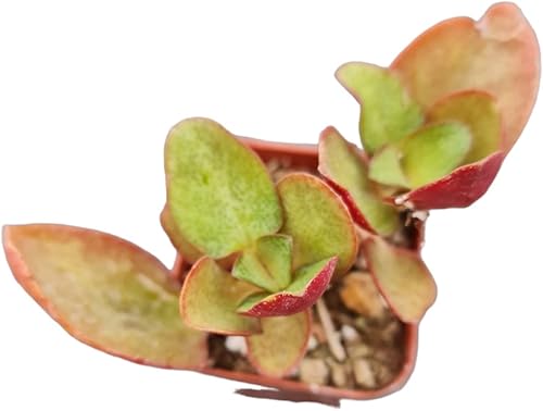 Vista 53 de Plantas de cactus suculentas vivas de USKC (maceta de 2 pulgadas)