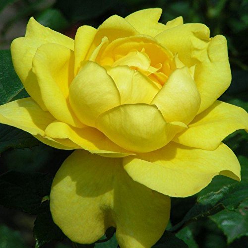 Royal Paradise Gardens Rare Rose Live Plant Bush Rose - Mountbatten (1 Healthy Plant)