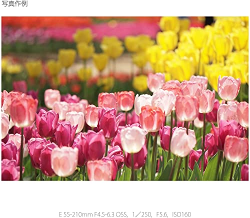 Sony E 55-210mm F4.5-6.3 Lens for Sony E-Mount Cameras (Black) - Image 7