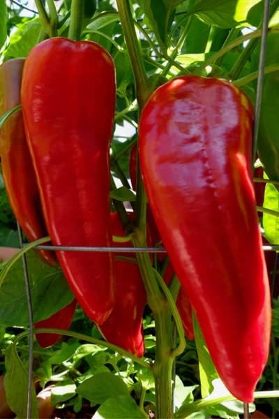 hilli Red Seeds/Moti Lal Mirch Seeds For Winter Season Home Gardening 1000 Seeds Per Packet) (B0CXM8LCQD) Amazon Price History, Amazon Price Tracker