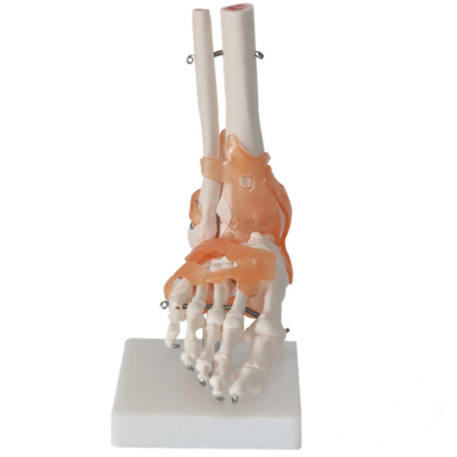 Buy Human Foot Joint Skeleton Anatomical Model, Anatomical Human Foot
