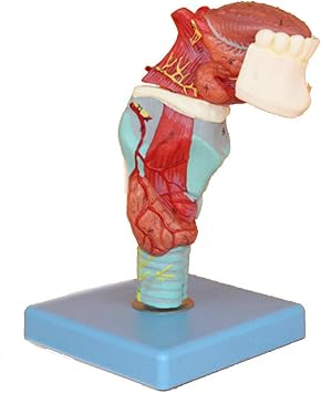 Teaching Model, Human Throat Larynx with Tongue Tooth Anatomical Model Detachable 5 Parts 55 Digital Indication for Science Classroom Study