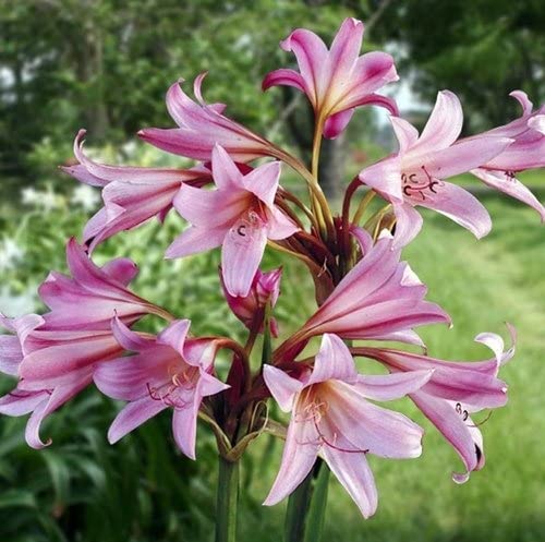 Udanta® Aromatic Crinum Lily Large Bulb Double Flower Bulb 100% Germination (Pink) Pack of 2 Bulbs (B09PDMKDBX) Amazon Price History, Amazon Price Tracker