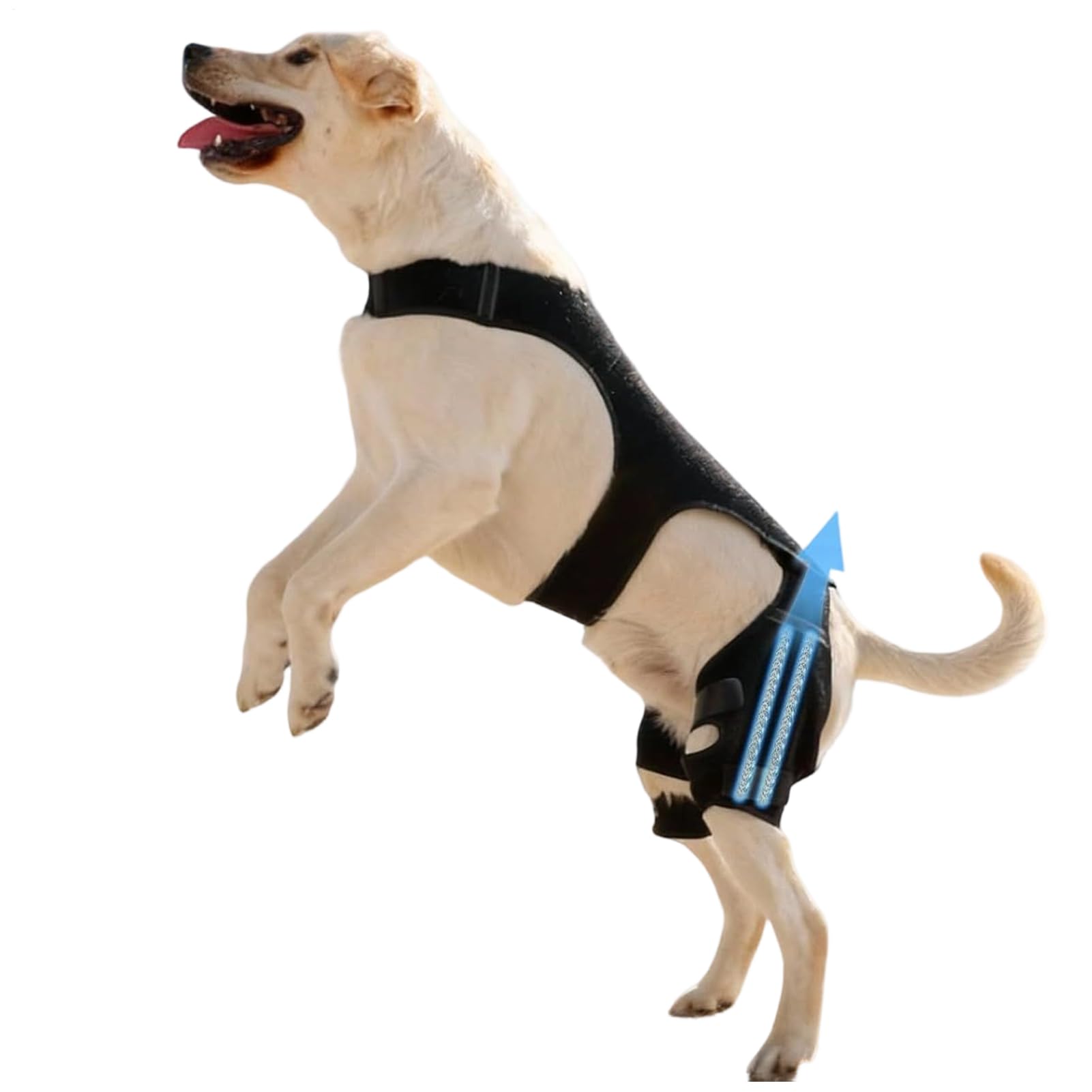 Attelle pour patte de chien arrière pour sécuriser la marche au parc et à la plage