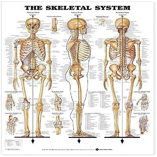 Dimensioni: 50,8 x 66 cm The Skeletal System