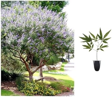 Chaste Tree | 3 Live Plants | Texas Lilac Shoal Creek Vitex Agnus Castus | Purple Flowering Lilac Shrub