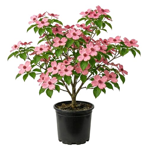 Pink Dogwood Tree Plant Live Flowering Dogwood Plant 6-12 Inches Tall in Quart Pot Hardy Ornamental Tree for Outdoor Garden