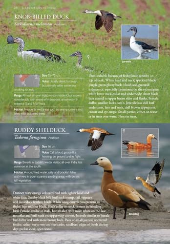 Image of Birds of South India - A Photographic Field Guide | Wildlife and Nature | Photography | Field Guide | Travel and Exploration | Adventure