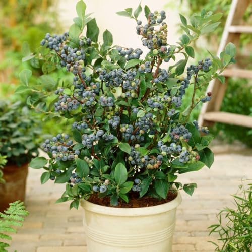 Roots Plants Sunshine Blue Evergreen Blueberry Bush - Self-Pollinating Fruit Plant - Large Sweet Berries - Supplied in 3 Litre Pot - Ideal for Patios & Small Gardens - Hardy Edible Shrub