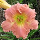 Coral Pink Daylily - Bare Root Plant, Easy to Grow Perennial with Vibrant Coral Pink Blooms, Perfect for Garden Borders & Landscapes, Low Maintenance, Ideal for Full Sun or Partial Shade
