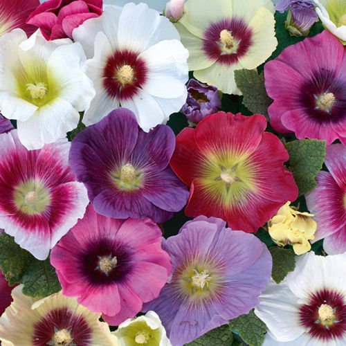 Pack x6 Hollyhock Alcea 'Halo Mixed' Large Perennial Garden Plug Plants