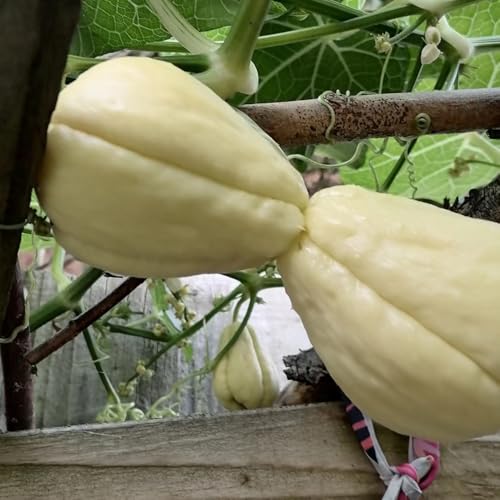 semillas de chayote - variedades antiguas de chayote organicas, Camas elevadas para 80pcs