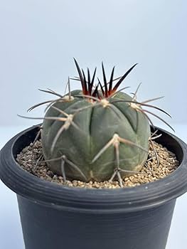 超特良！ギムノカリキウム 摩天竜x黒刺天平丸 実生 鉢ごと発送 サボテン 多肉植物・サボテン販売～PICO庵～ / ギムノカリキウム属 黒刺