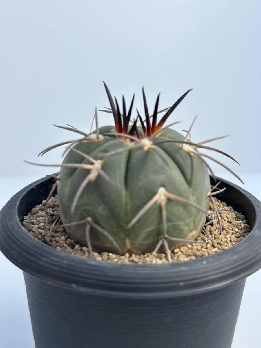 ギムノカリキウム スペガッツィーニ 天平丸 125苗セット