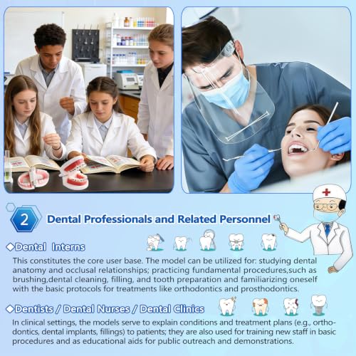 Image of 1 Pack Standard Teeth Model for Dental Training,Teaching,and Practice,Adult Standard Typodont Demonstration Denture Model for Dentists,and Hygienists,Oral Anatomy Demonstration Model