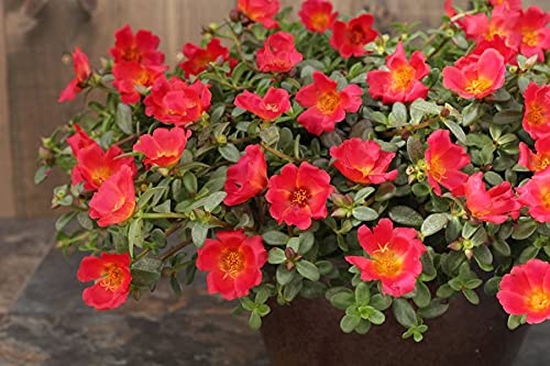 See full amazon price history chart for PlantaZee Plant Portulaca, 9 O Clock (Any Color) - Plant Eleven, Purslane & Sun Plant PlantaZee Plant Portulaca, 9 O Clock (Any Color) - Plant Eleven, Purslane & Sun Plant (B09MWD9PCB) Amazon Price History, Amazon Price Tracker