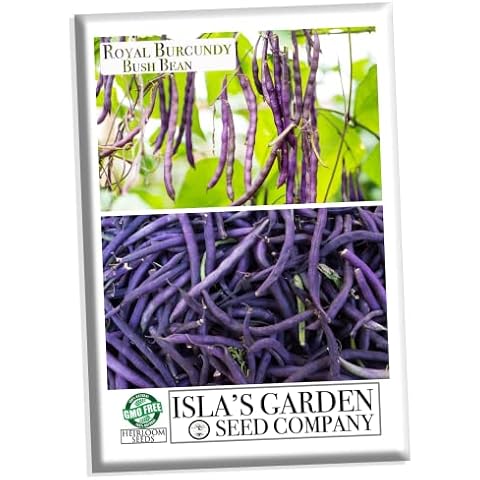 Royal Burgundy Bush Bean Seeds Cover