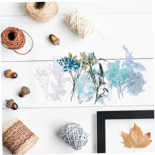 Real Dried Flowers Material para Manualidades Kit miniatura 7