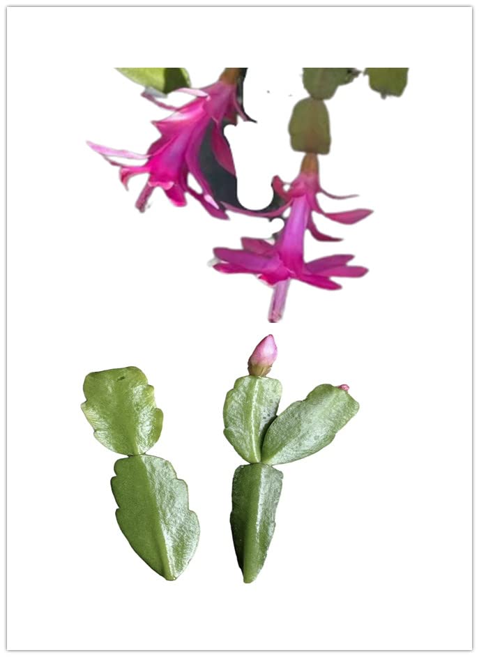 No Root Plant cuttings from USKC (True Christmas Cactus cuttings 2pcs)
