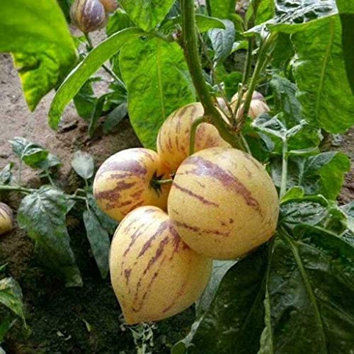 seeds 20 Pepino Melon Pear Fruit seeds