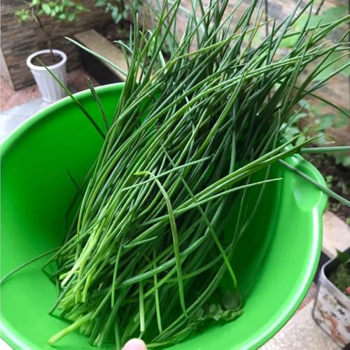 semi di cipollina - esotiche aiuole rialzate giardino estremamente resistenti esterno 250pcs