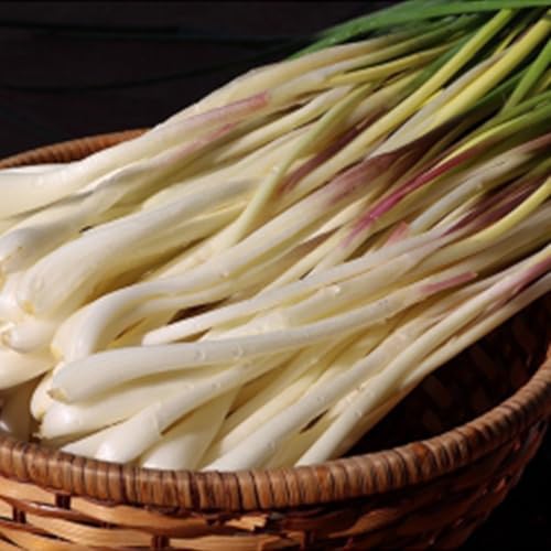 沖縄県八重瀬町産 島らっきょう約1kg[早期出荷分]