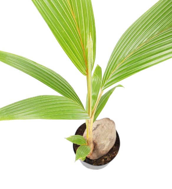 Planta de Cocotero (Cocos Nucifera) Palmera Natural de Interior y Exterior Planta Viva