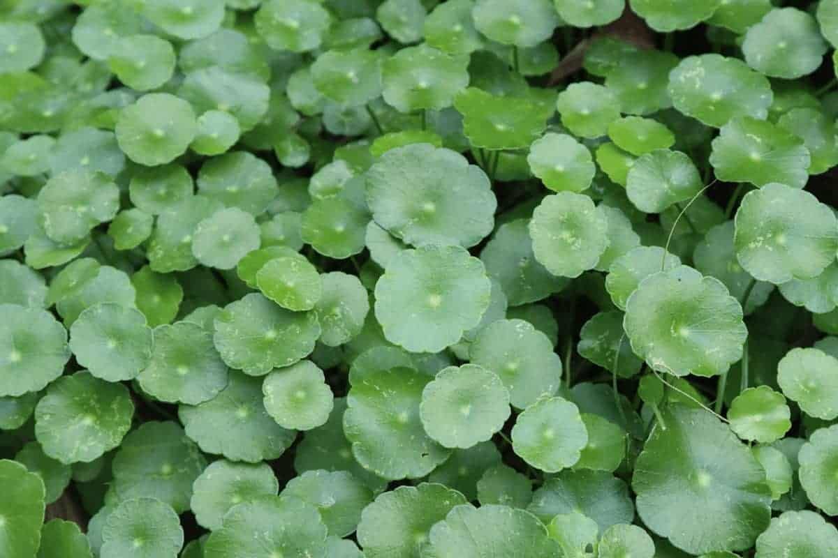 Anuraj farms Hydrocotyle Verticillata Plant Pennywort Water Pennywort, Brazilian Kodavan, Gotu Kola, Hydrocotyle Ranunculoides Live Aquarium Aquatic (Healthy Plant) (B0BYDGF6SD) Amazon Price History, Amazon Price Tracker