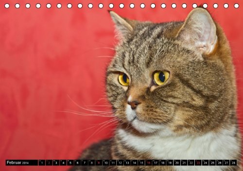 Rassekatzen (Tischkalender 2014 DIN A5 quer): Wunderschöne und liebenswürdige Samtpfoten (Tischkalender, 14 Seiten)