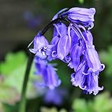 Humphreys Garden Cultivated English Bluebell Glockenblume x 30 Bulbs Blumenzwiebeln Size 6/7