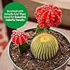 Miracle-Gro Cactus, Palm and Citrus Potting Mix, for Indoor or Outdoor Potted Plants, Great for Succulents, 8 qt., 2-Pack #4