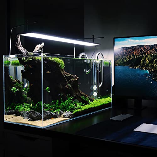 Substratesource Dwarf Baby Tears Hemianthus Callitrichoides Cuba Live Aquarium Plant For Freshwater Planted Fish Tanks - Aquatic Potted Plants (1 Pot) #TOP5