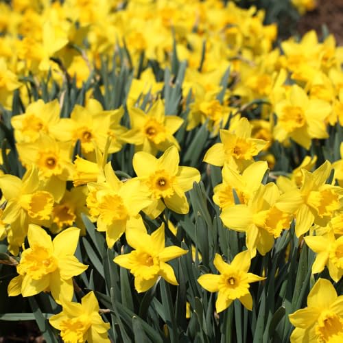 50 Yellow Daffodil Narcissus Bulbs, Garden Border Flower Bulbs