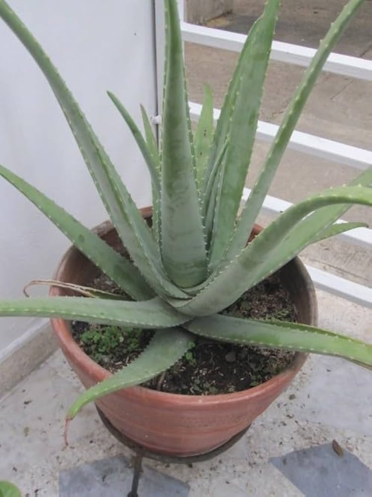 aloe vera creme pur Pure Aloe Vera Gel, 114 grams