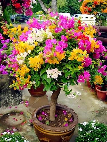 Image of Live Grafted Bougainvillea Plant with Pot | Hardy Outdoor Flowering Climbing Vine | Decorative Bougainvillea Live Plant for Home Garden Balcony Terrace Fence and Trellis Decor | Pack of 1