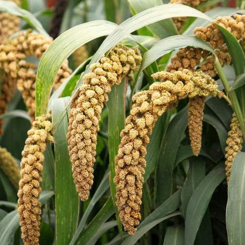 Image of Eywa Seeds & Exports Pvt Ltd Foxtail Mllet Flour (5 Kg) For Eating And Cooking|Kang Atta|Produce Of India From Organic Farms By Eywa