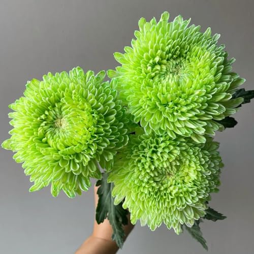 semi di crisantemo resistenti - crisantemo - selvatici da balcone di recisi da giardino roccioso resistenti per il giardino per luoghi soleggiati 1200pcs