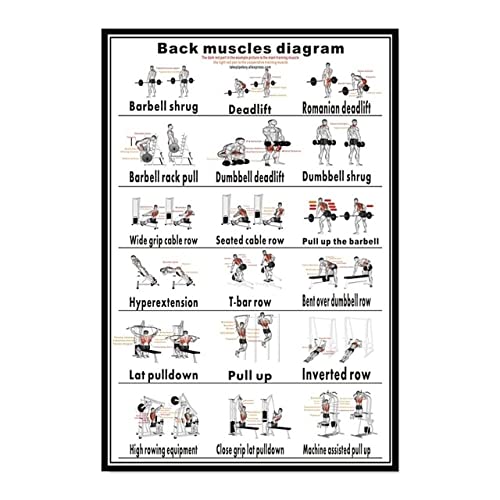 Poster éducatif Anatomie Humaine - Système Musculaire - Neuf, Papier, Origine Chine