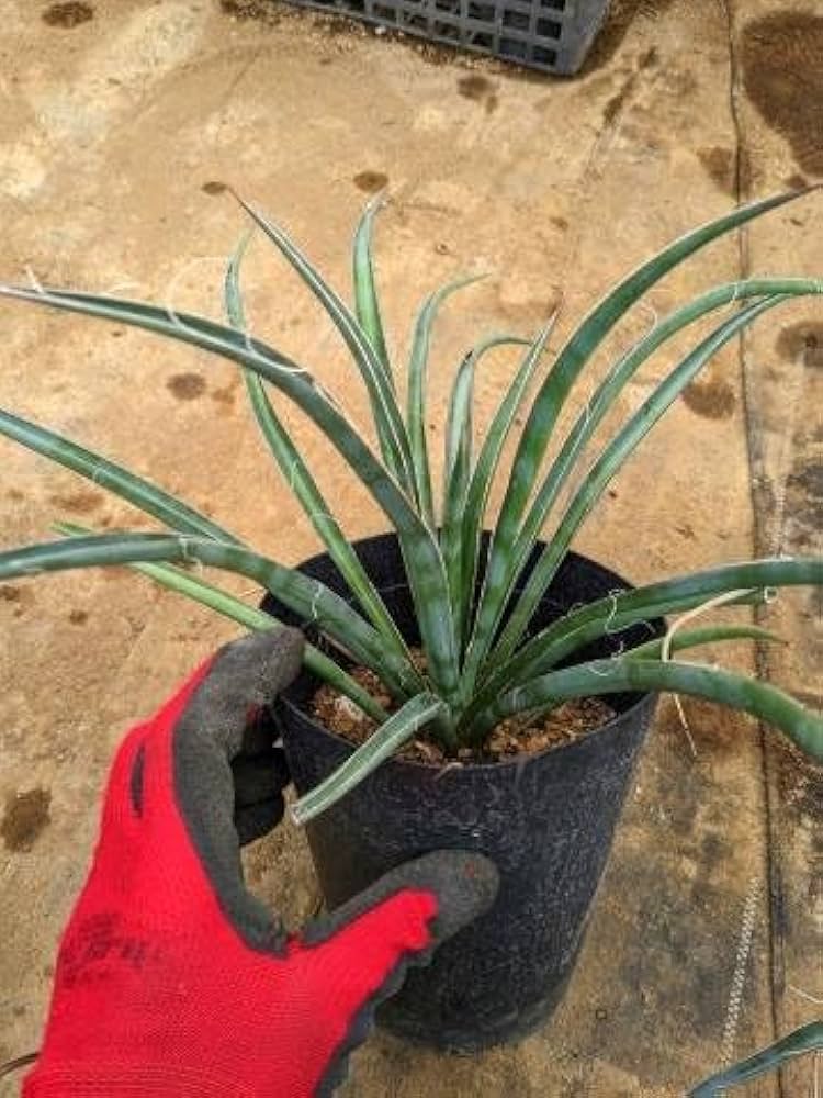 #25ユッカフィリフェラ （Yucca Filifera） 発根済 4 ユッカフィリフェラ（Yucca Filifera）発根済