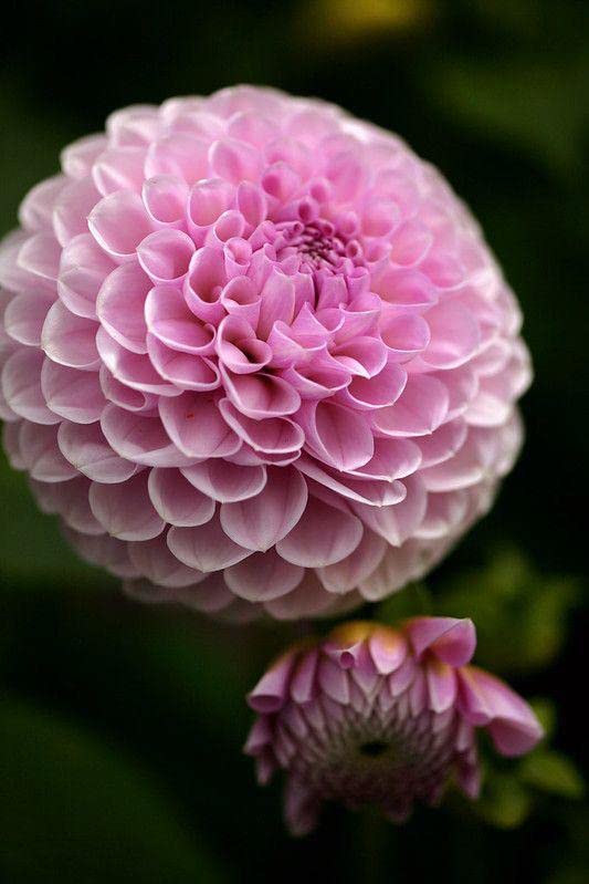 Ritz Farming® Dahlia pom pom vearty flower seeds | Dahlia pink mix flower seeds for Home pots | all Season Flowering seeds for Home And Kitchen Gardening pack of 40-50 seeds (B0C3VSGSZ9) Amazon Price History, Amazon Price Tracker