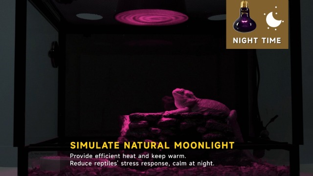 Reptile Heat Lamp, 100W Heat Lamp Bulbs Reptile Night Heat Bulb Basking Spot Bulb UVA Reptile Lights for Bearded Dragon Chameleon Lizard Turtle Snake Leopard Gecko Frog, 2 Pack Terrarium Heat Lamps - image 8